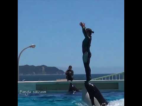 Amazing Whale Dance