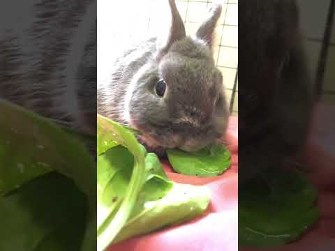 園芸 槍状のオオバコ、狭いオオバコ、5本肋骨の草、ノウサギの穂