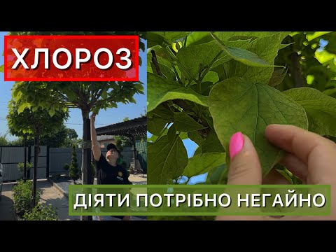 Хлороз рослин — причини, ознаки та лікування. Що робити при пожовтінні листя?