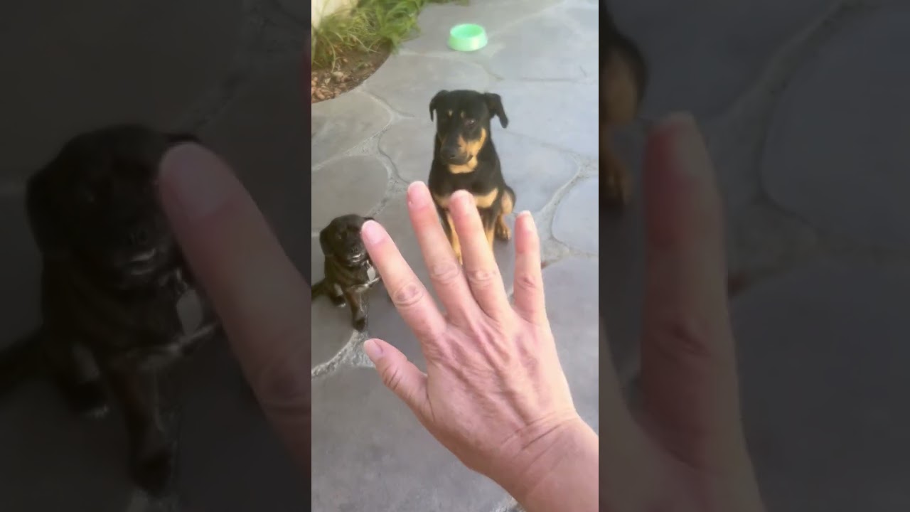 Radley, a ADOPTABLE mixed breed in Carlsbad, CA video 2/5
