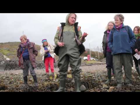 Seaweed Forage Isle of Lismore, Schotland