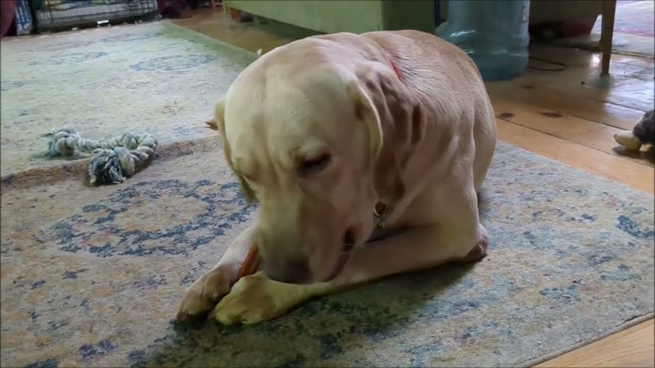 Enlarge Mac 14, an adoptable Yellow Labrador Retriever in Killingworth, CT video 4/5