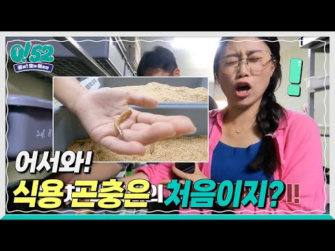 [생방송0!52] 어서와! 식용 곤충은 처음이지?