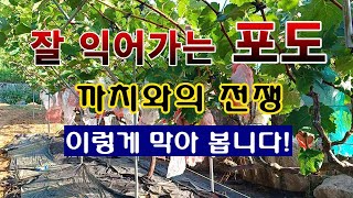 [텃밭농부 1,633]  잘 익어가는 포도를 까치들의 공격으로 부터 보호하는 방법 #포도재배