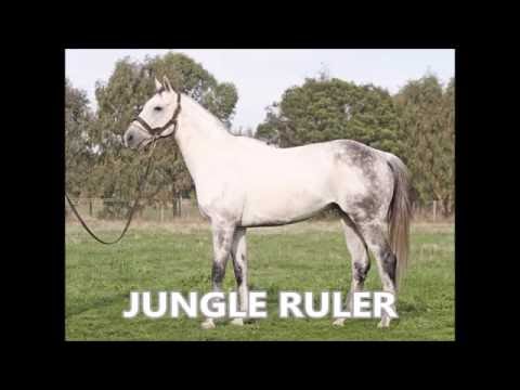 Jungle Ruler Peninsula Cup  2011