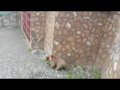 Тебердинский заповедник(15.08.2016.) 2