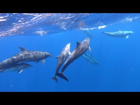 Swimming with Dolphins Mauritius 2024