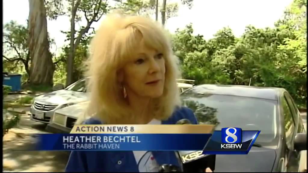 Bunnies need homes after Easter, Santa Cruz Rabbit Haven says