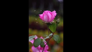 Download lagu Satu Dalam Cinta - Mus Mujiono & Andi Meriem Matalatta (With Lyric) mp3 Download lagu Satu Dalam Cinta - Mus Mujiono & Andi Meriem Matalatta (With Lyric) mp3