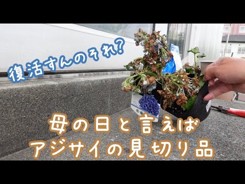 凍ってしまったアジサイを復活させる方法は？霜で傷んだ部分は剪定したほうがいいでしょうか？  庭園