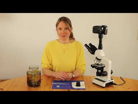 Explore with us! Water flea and instructions for using the microscope.