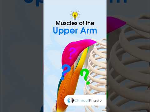 Anatomie & Behandlungswissen Videos – Interaktives Nachschlagewerk für Physio, Massage, Therapie 29 Upper Arm Muscles #physicaltherapy #physiotherapy #anatomy #upperlimbanatomy #muscleanatomy