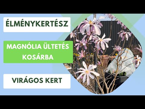Magnólia ültetés🌸