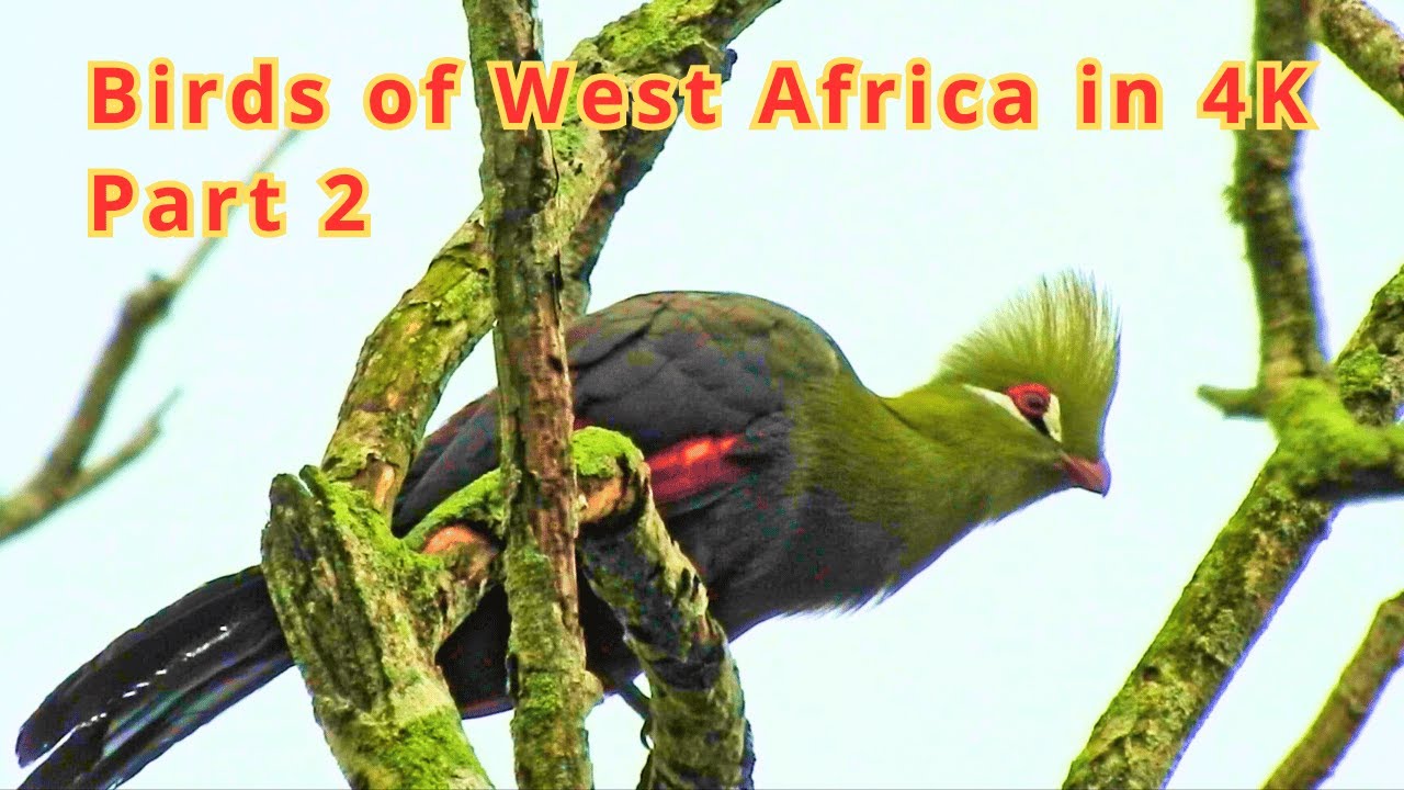 Discover the Beauty of Birds in West Africa Part2