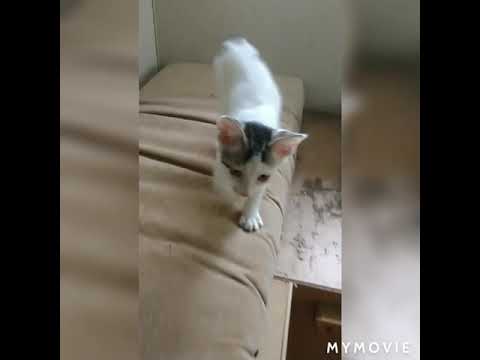 How to tame a wild beast