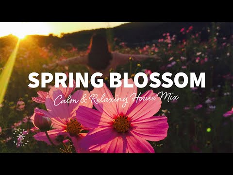 Spring Blossom 🌷 Calm & Relaxing House Music | Chill Music Mix 2025