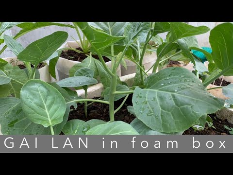 , title : 'How To Grow Gai Lan in Foam Box, Growing Gai Lan, Daily Life and Nature'