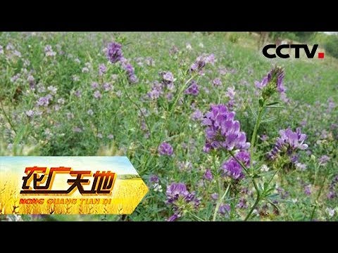 《农广天地》 20180412 双低油菜藏油5号高产栽培 西藏紫花苜蓿栽 | CCTV农业