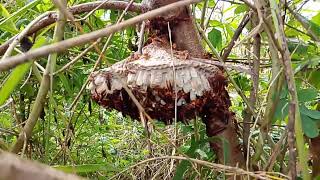 Phát hiện tổ ong lạ to quá