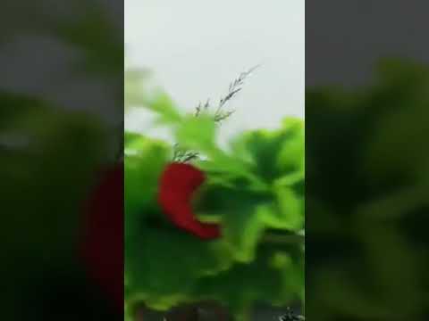 #mousuni_island ❤️#creationofbidisha #beach #viralreels #trending #travel #love #chandavi..🥰