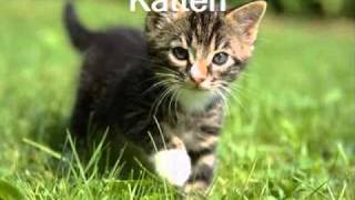 KATTEN.wmv