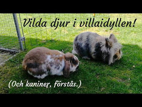 Trädgårdsvlogg med djurtema och en makaber upptäckt