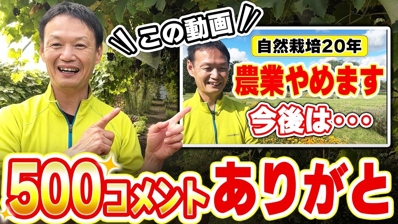 タマネギの自家採種と強い種の残し方