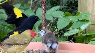 Download lagu Black Siskin | Owl Finch | Bird Aviary mp3