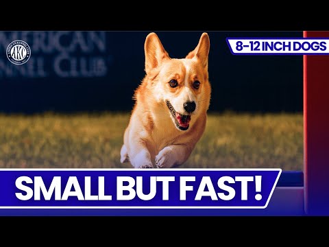 These Tiny Dogs Are INSANELY Fast! | AKC Agility Highlights
