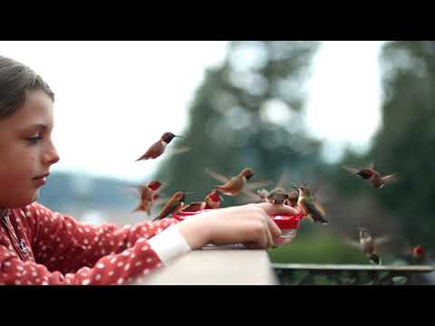 Hummingbird Whisperer