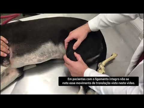 Teste para diagnóstico de ruptura do ligamento cruzado cranial em cães. Movimento de Gaveta.