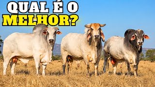 Os 3 Maiores Zebus de Corte Frente a Frente