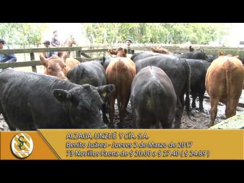 02-03-17 Venta de Novillos - Alzaga, Unzue y Cia S.A. - B. Juarez.