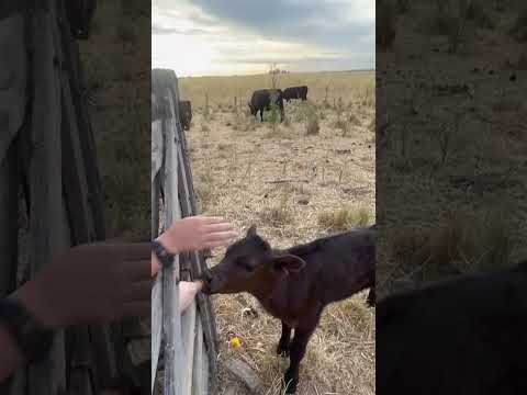 Ternura en el campo [ Parte dos ]. Coronel Suárez , Buenos Aires.