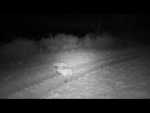 Djuma: Three Hyenas cross dam wall and head towards lodge-what are they up to? - 20:12 - 06/29/2023