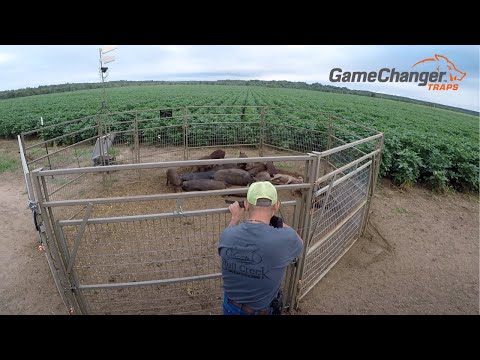 Trapping Wild Hogs on Farmer Fields / Wild Boar / Game Changer Traps / Best Hog Trap