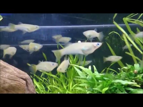 【綺麗】美しい熱帯魚水槽②（アルファロ クルトラトゥス）Tropical fish aquarium