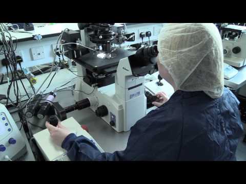 Injecting RNA into a mouse embryo