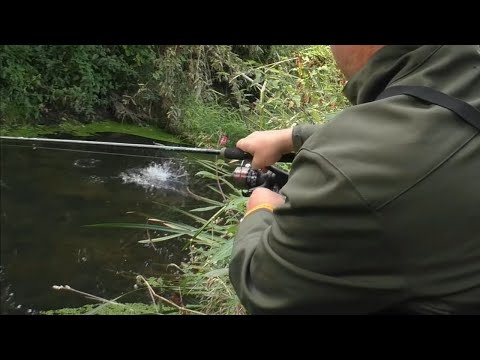 Catching Chub on this Classic Method