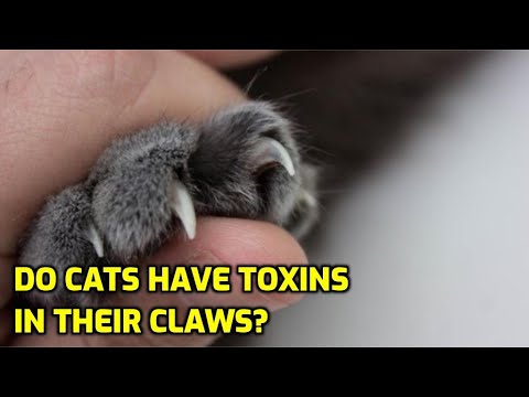 Do Cats Claws Contain Poison?