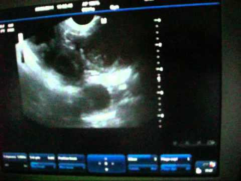 FARO X MAMBA BREEEDING & ECHO ... FULL EFFECT DOGZ