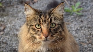 How to Care for Norwegian Forest Cats - Providing Comfort and Veterinary Care