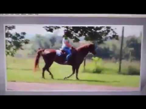 SOLD! R'SURENE HYPATIA: Morgan Mare For Sale