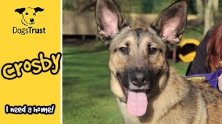 Crosby, the friendly crossbreed | Dogs Trust Merseyside