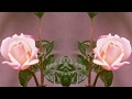 16BL - You Are High (Official Music Video)
