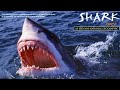 Shark Quest