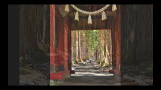 奥社参道の杉並木：戸隠神社