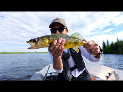 Back At Lynx Lake To Find Walleye