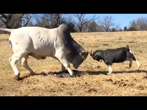 Quand David défie Goliath | Les animaux les plus drôles de la semaine 🤣