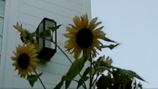 Bathrobe – “every saturday”